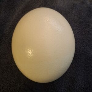 Large Cream Ostrich Decorative Egg